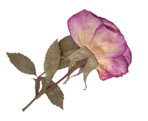 Dried Pink Rose with Leaves clipart. Pressed Flowers elements for Scrapbooking, Collage, craft, wedding, and nature designs. Romantic vintage floral collection