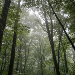 Obraz premium Lush Green Forest With Sunlight Filtering Through Dense Canopy