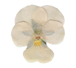 Pressed Botanical Flower with Natural Texture. White Dried Viola element for aesthetic...