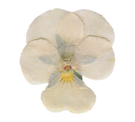 Pressed Botanical Flower with Natural Texture. White Dried Viola element for aesthetic Scrapbooking, botanical crafts