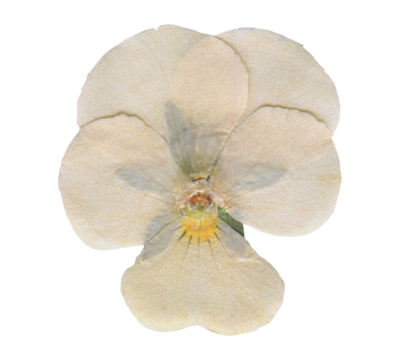 Pressed Botanical Flower with Natural Texture. White Dried Viola element for aesthetic Scrapbooking, botanical crafts