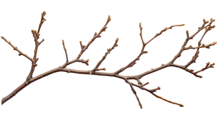 Dry Tree Branches Isolated on White Background - Professional Nature Photography