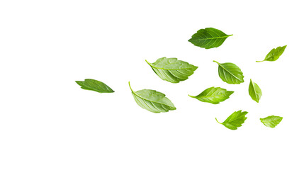 Fototapeta premium Fresh Falling Coriander Leaf on White Background for Food and Kitchen Concepts