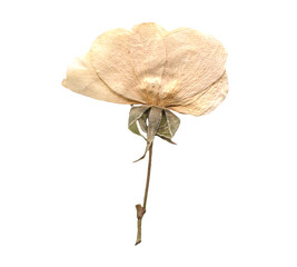 Dried White Rose with Stem clipart. Beige Pressed Flowers for Scrapbooking, Collage, craft,...