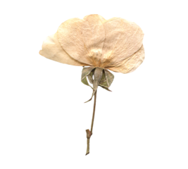 Dried White Rose with Stem clipart. Beige Pressed Flowers for Scrapbooking, Collage, craft, wedding, and nature designs. Romantic Vintage floral collection