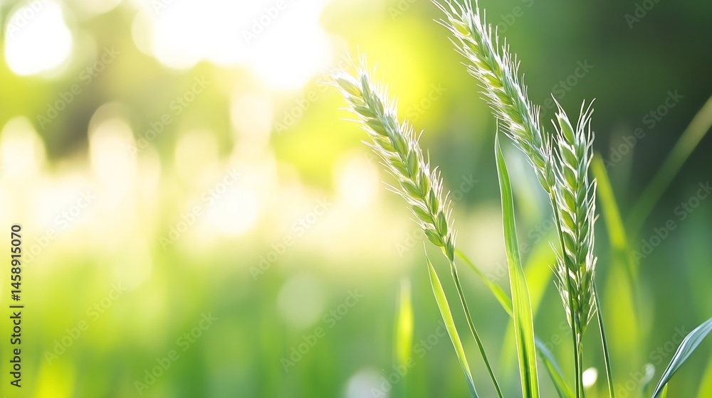 Aufkleber two stalks of young wheat illuminated by sunlight in a vibrant green field, creating a serene and pe