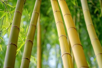Obraz premium Vibrant bamboo stalks standing tall in a lush forest under natural sunlight showcasing different hues and textures