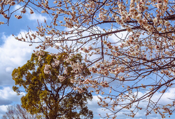 本庄運動公園　梅の花5ー77