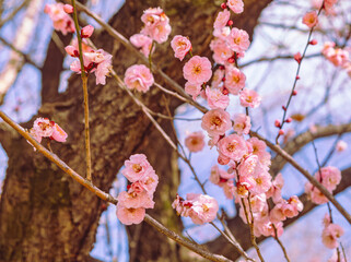 本庄運動公園　梅の花5ー68