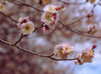 本庄運動公園　梅の花5ー30