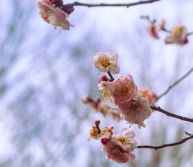 本庄運動公園　梅の花5ー19