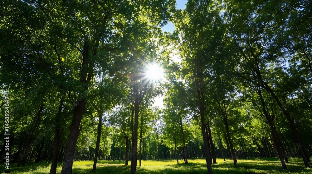 Leinwandbilder Sunbeams filtering through lush green canopy in a dense forest, creating a vibrant and serene atmosphere.  Tall trees stand majestically, their leaves shimmering in the sunlight. : Generative AI
