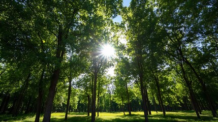 Obraz premium Sunbeams filtering through lush green canopy in a dense forest, creating a vibrant and serene atmosphere. Tall trees stand majestically, their leaves shimmering in the sunlight. : Generative AI