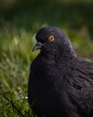 Obraz premium pigeon on the grass