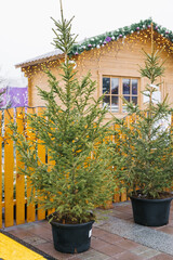 Potted christmas trees by wooden cabin with holiday lights