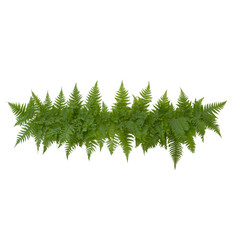 Lush green fern with intricate leaf patterns on a white isolated background, showcasing the beauty of nature's design and vibrant color.