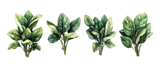 Pack of Watercolor Green Leaf Sprigs Clipart set against transparent background
