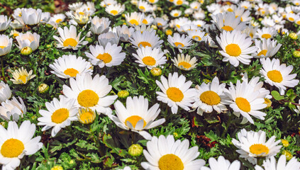 見福公園　ヒナギクの花11