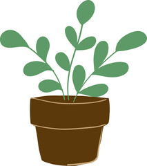 Green plant in the pot