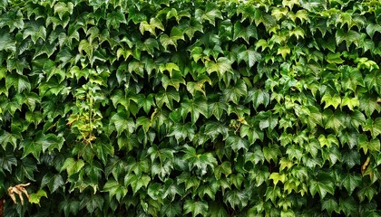 Obraz premium wall of ivy