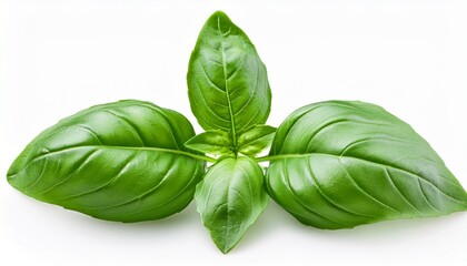 Obraz premium basil isolated fresh basil leavesnon white background basil herb food ingredient package design element