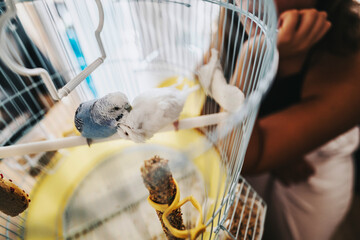 Two budgies perched inside a cage, exhibiting playful behavior, with a person observing them...