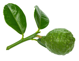 Bergamot fruit and leaves growing on a stem, isolated on transparent background