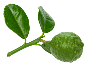 Bergamot fruit and leaves growing on a stem, isolated on transparent background
