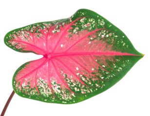 Colorful caladium bicolor leaf with transparent background