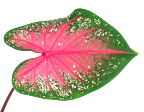 Colorful caladium bicolor leaf with transparent background