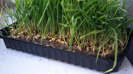 Green grass growing from seeds in a plastic box close-up