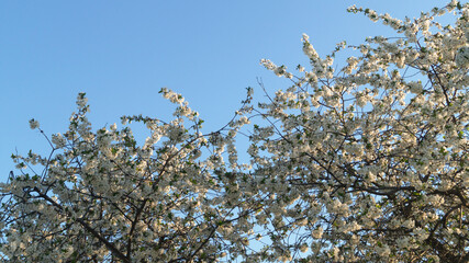 White blossoms on the treetops against a blue sky background
