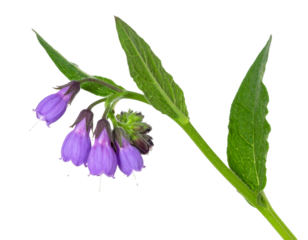 Comfrey stem with purple bell flowers on transparent background