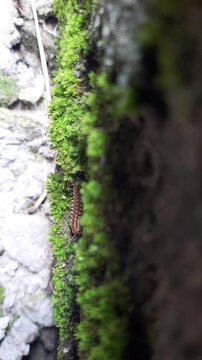 In Indonesia, this insect is called 'Ulat Gagak', in English it called Long-Flange Millipede, but this guy looks like an albino because it has lighter skin than most.