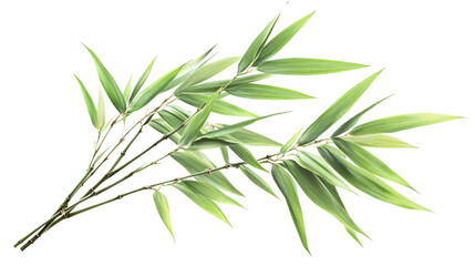 Fototapeta premium Fresh Green Bamboo with Leaves Isolated on White Background for Design Projects