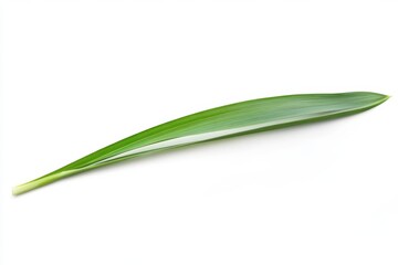 Single, elongated, green leaf with light-colored midrib.  Shows a healthy, vibrant green color and a smooth texture
