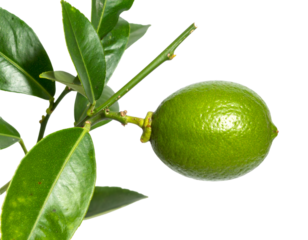 Lime tree branch with green fruit close up isolated on white background