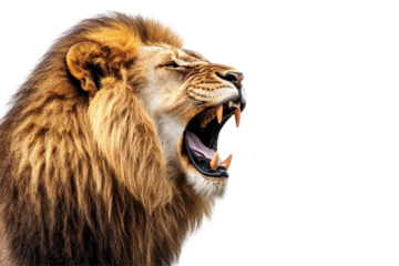 Portrait of a roaring lion delivers dramatic impact and energy for powerful design and branding themes