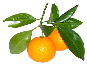 Branch with Two Ripe Mandarin Oranges and Green Leaves on Transparent Background