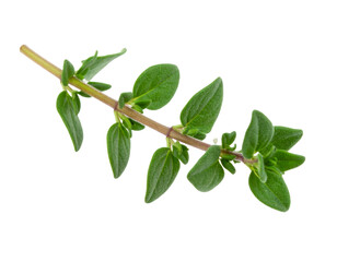 Obraz premium Fresh marjoram sprig with transparent background, high detail, no shadows