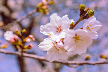 見福公園　ソメイヨシノ桜3ー61