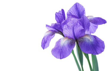Purple irises highlight the beauty of spring and enhance nature inspired creative presentations and layouts