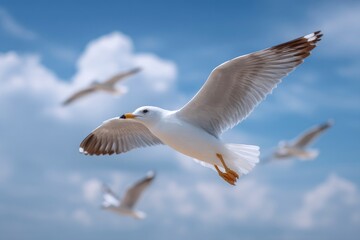 Fototapeta premium Seagull in Flight with Clouds