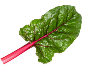 Fresh Swiss Chard Leaf with Red Stem Isolated on Transparent Background