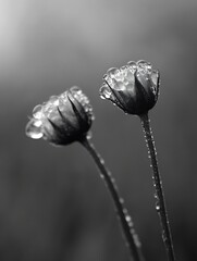 Two dew-kissed flower buds, elegantly poised against a soft, blurred background, showcasing the delicate beauty of nature's morning embrace. : Generative AI