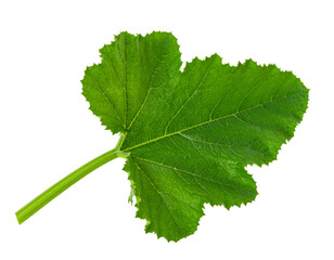 Close up of zucchini stem with leaf isolated on transparent background