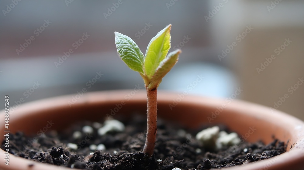 Poster a young sprout emerges from dark soil in a terracotta pot, its vibrant green leaves reaching towards