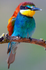 Bee-eater, Merops apiaster, Mediterranean Forest, Castilla y Leon, Spain, Europe
