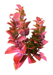3D Rendering Coleus Plants on White