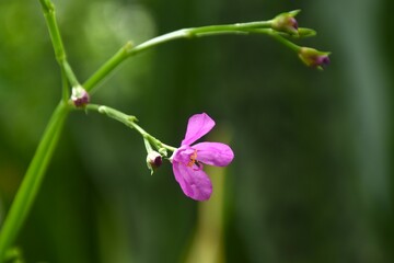 Talinum paniculatum pink flower and herbal blooming from branch in garden